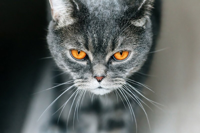 Кот серый