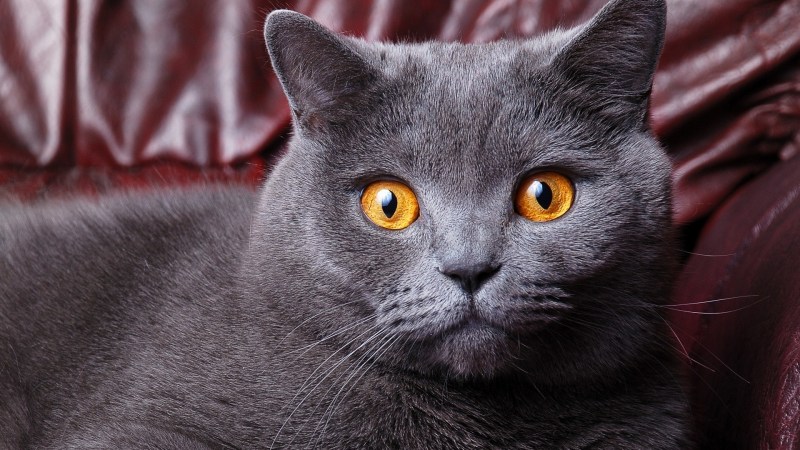 Британский короткошерстный кот серый