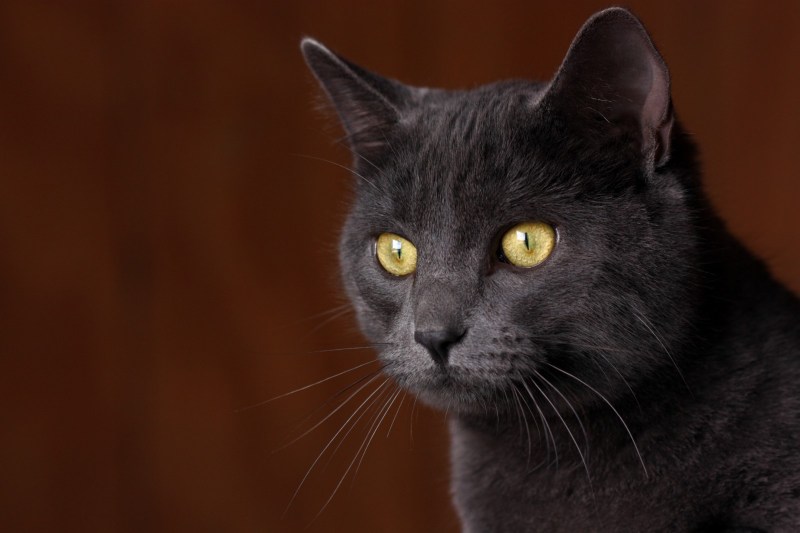 Корат кошка черная