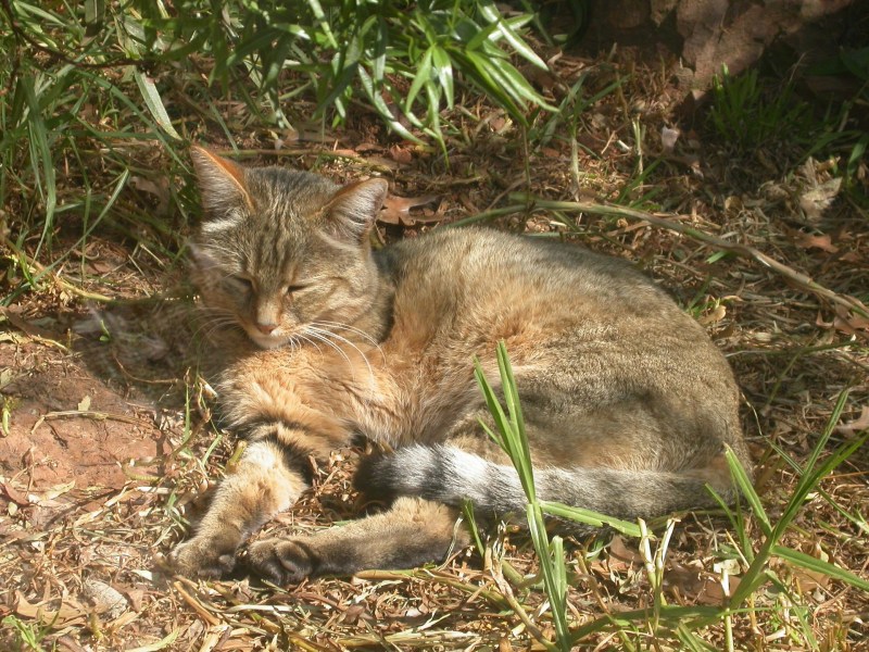 Степная кошка (Felis Libyca)