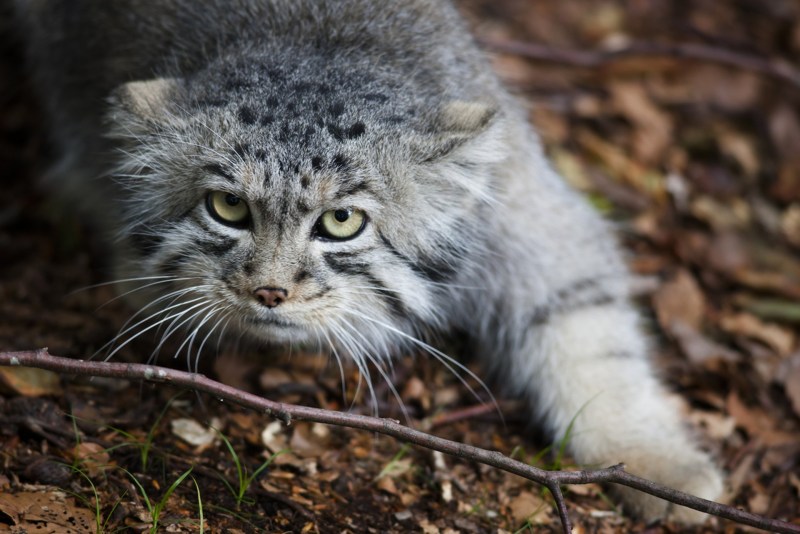 Кот Манул