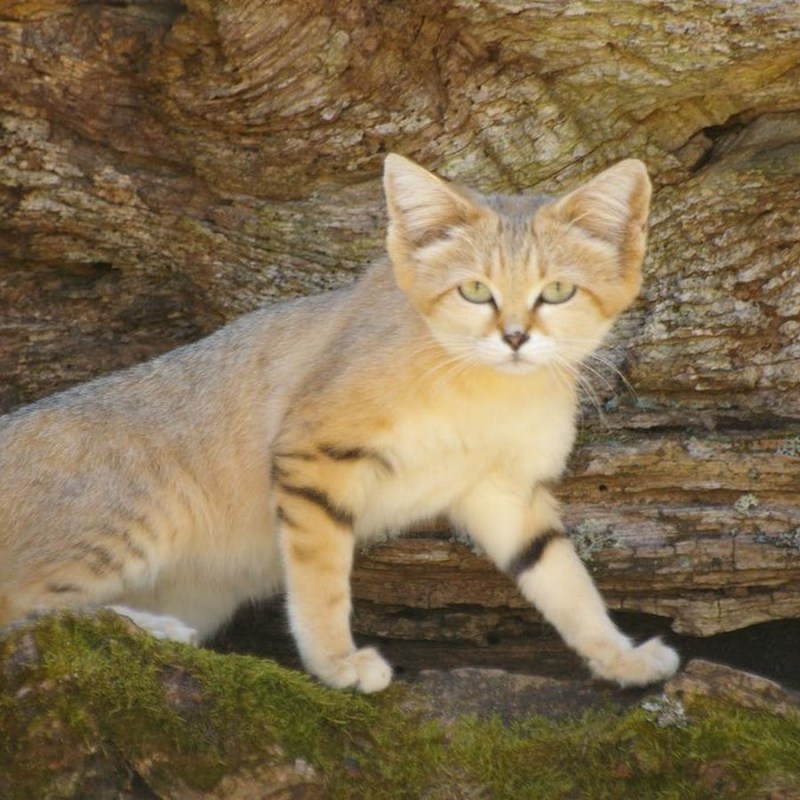 Бархатный песчаный кот