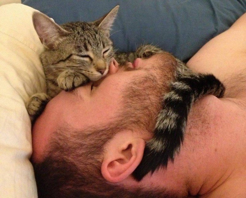 Коты спят с хозяевами