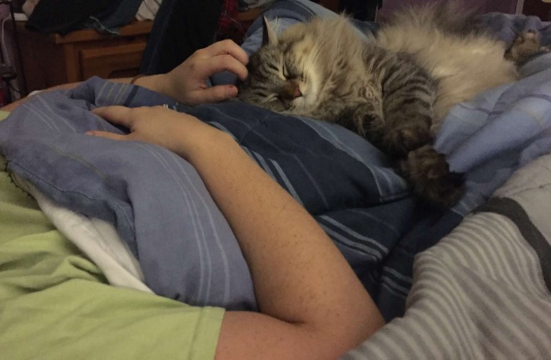 Котик спит с хозяйкой