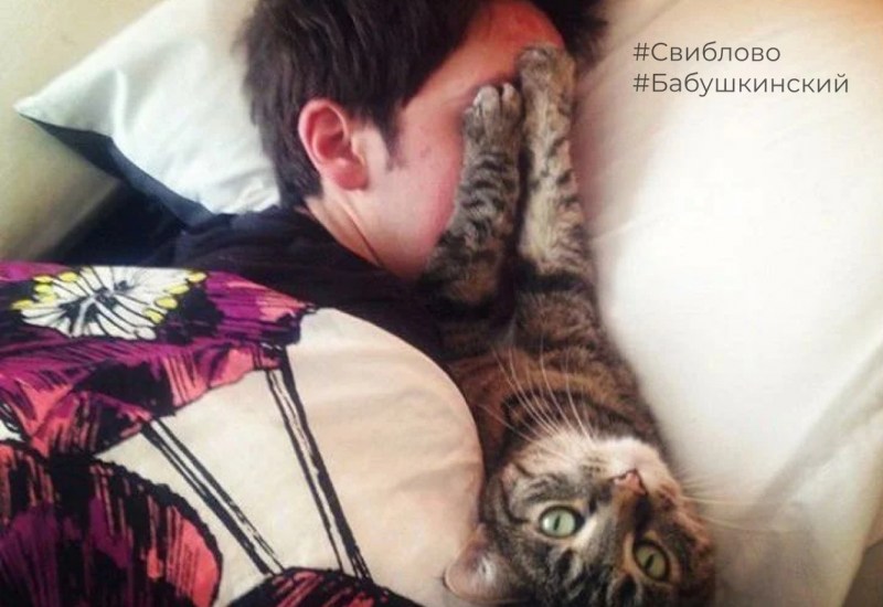 Коты спят с хозяевами