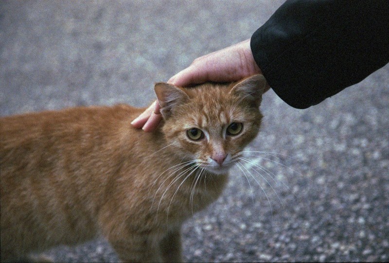 Ginger tabby Cat