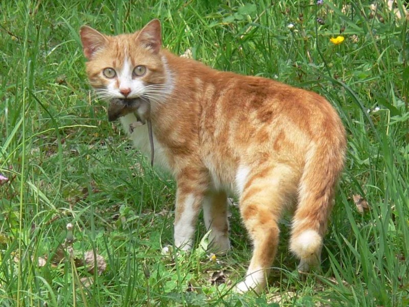 Рыжик кот