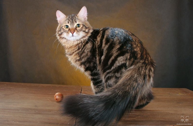 Европейский короткошерстный кот рыжий