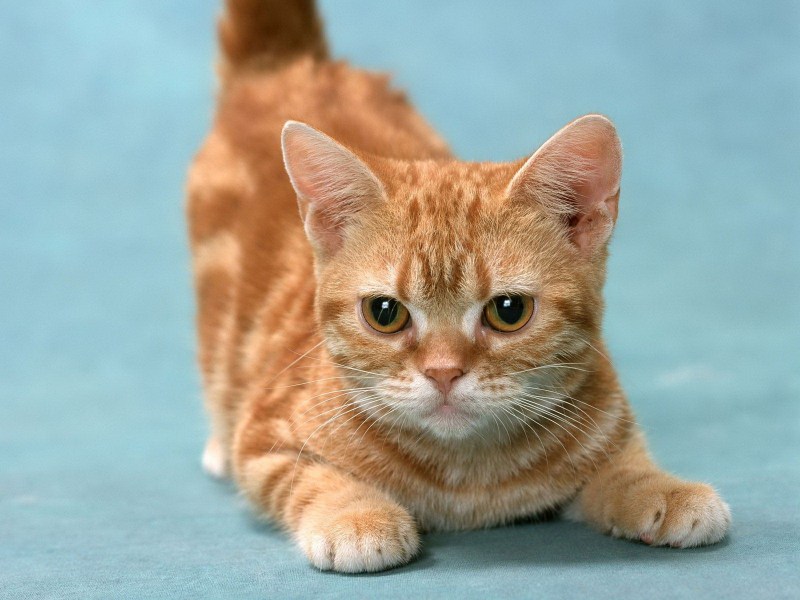 Котики фото новые
