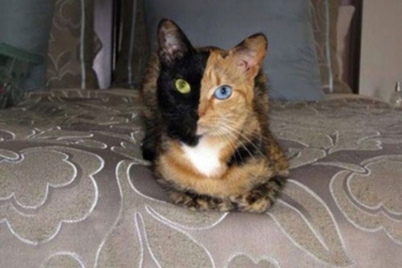 Кошка поймала мышку
