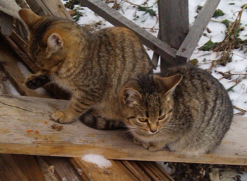 Бразильская короткошерстная кошка