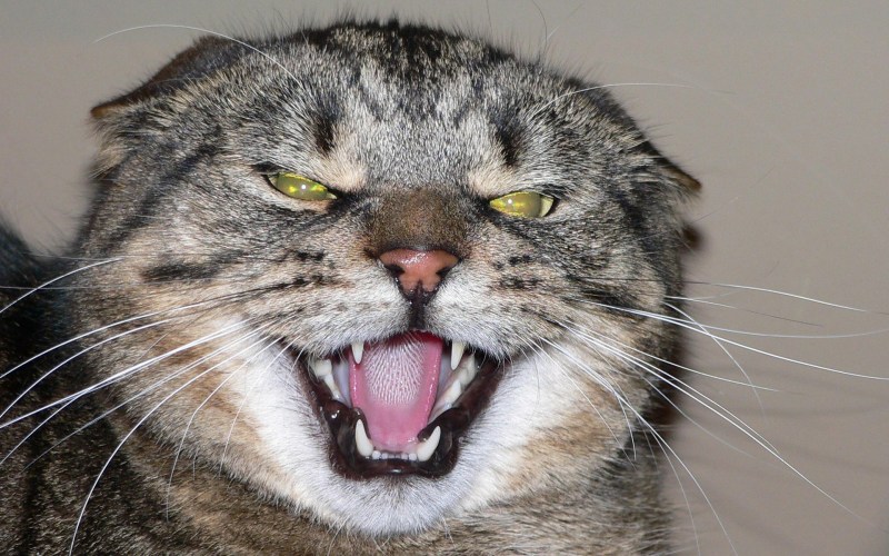 Котик шипит