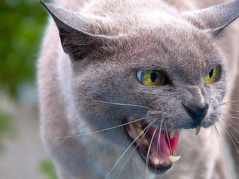 Бешеные коты