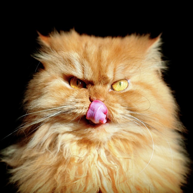 Персидский кот Гарфи