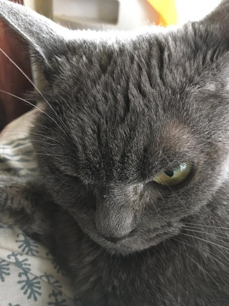 Злая кошка