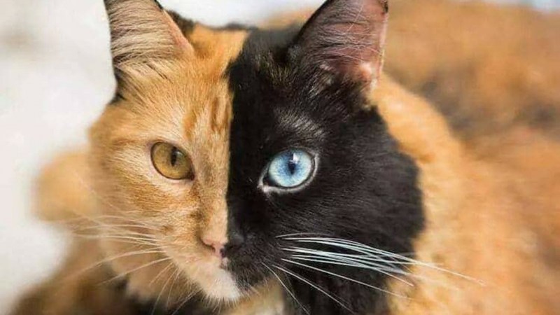 Кошка Химера