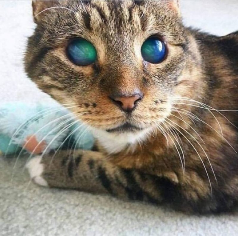 Коты с необычными глазами