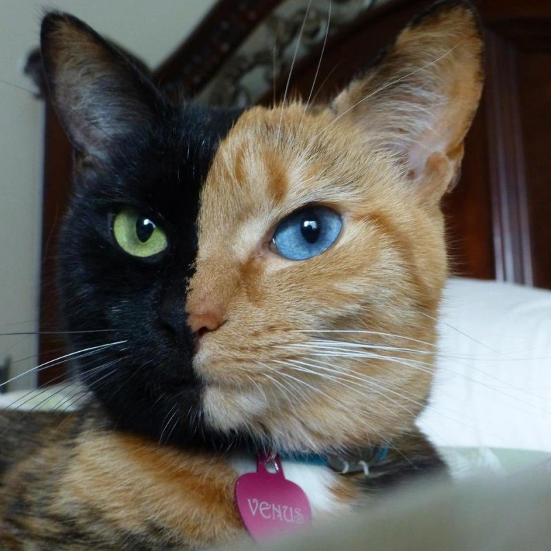 Кошка с двумя лицами