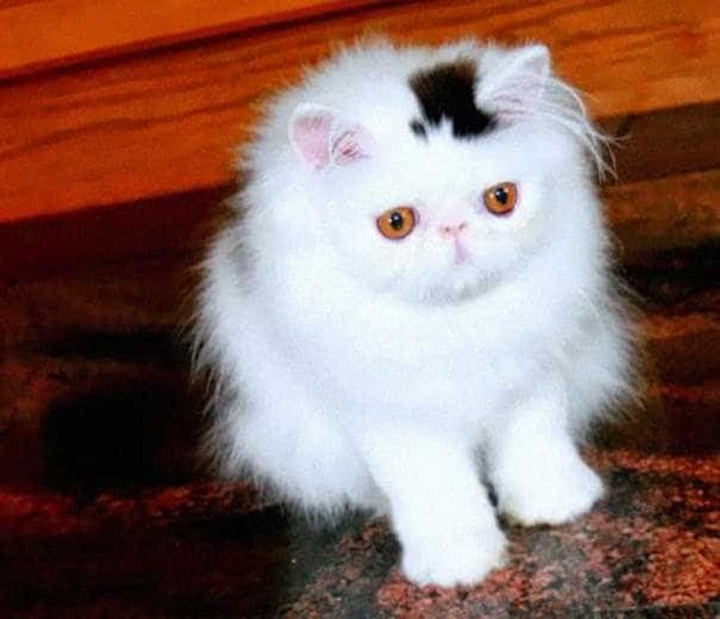 Милые котики с необычной шерстью
