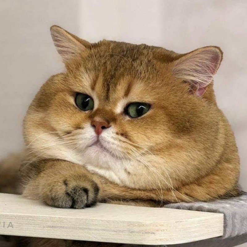 Британский кот Золотая шиншилла
