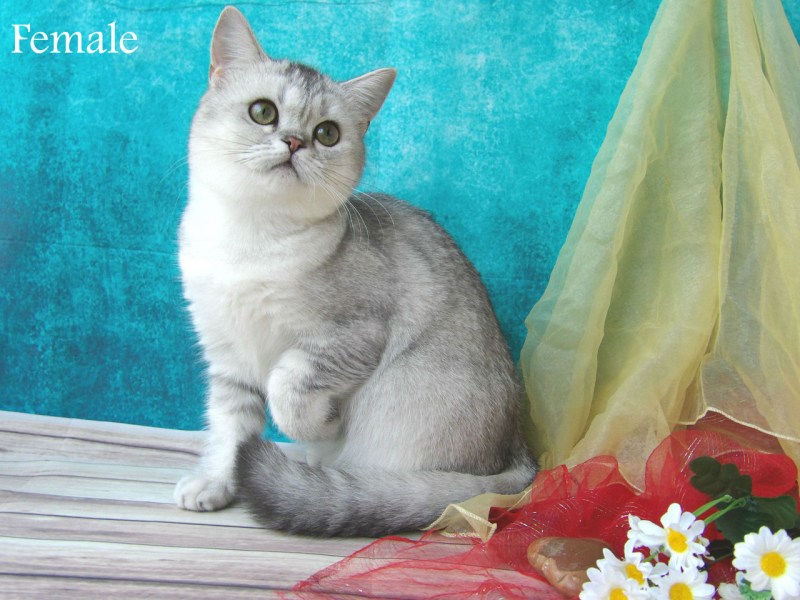 Британский кот Золотая шиншилла