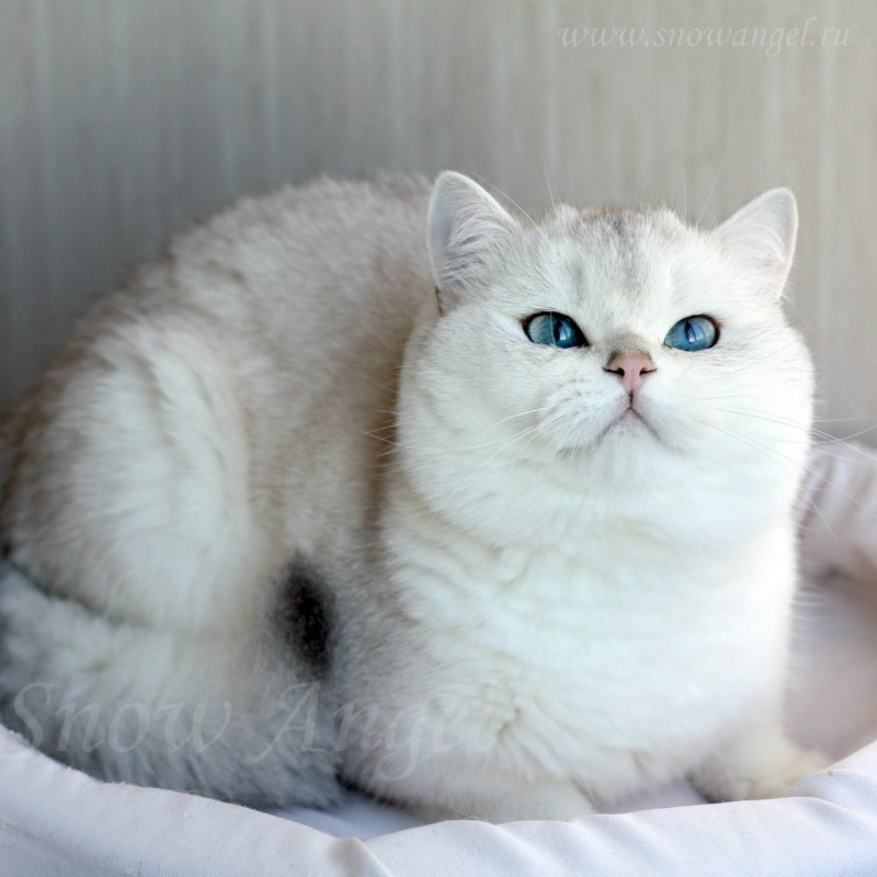 Шиншилла Британская голубая