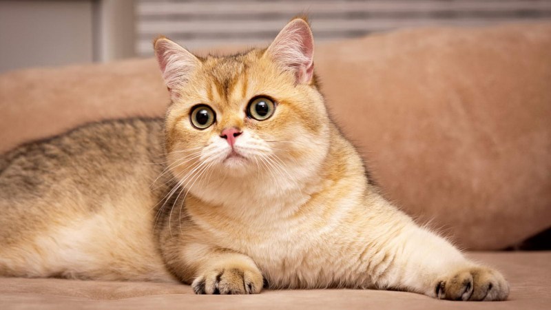 Британский кот шиншилла