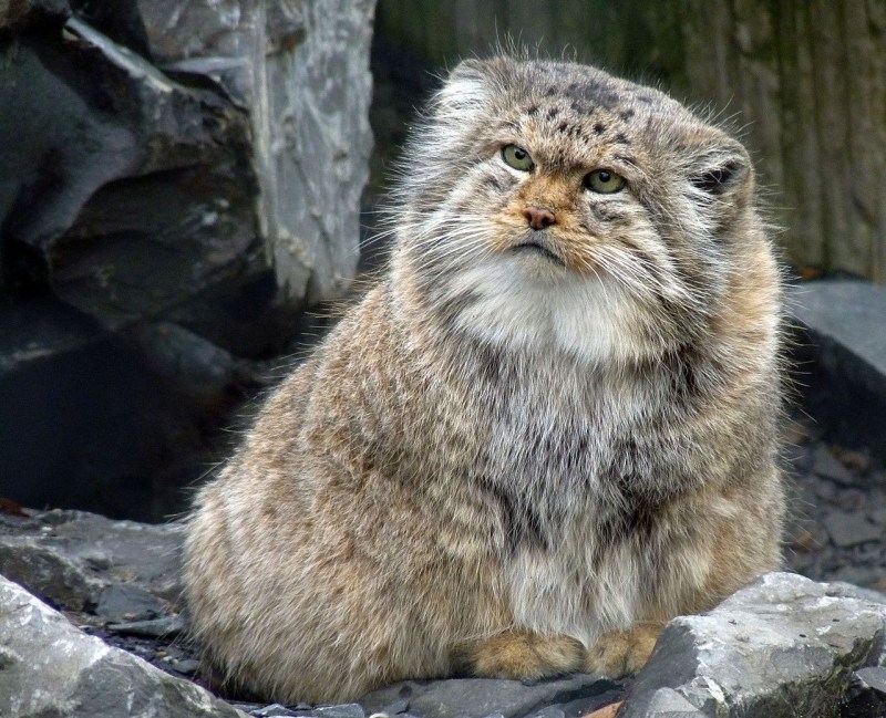 Камышовый кот Манул