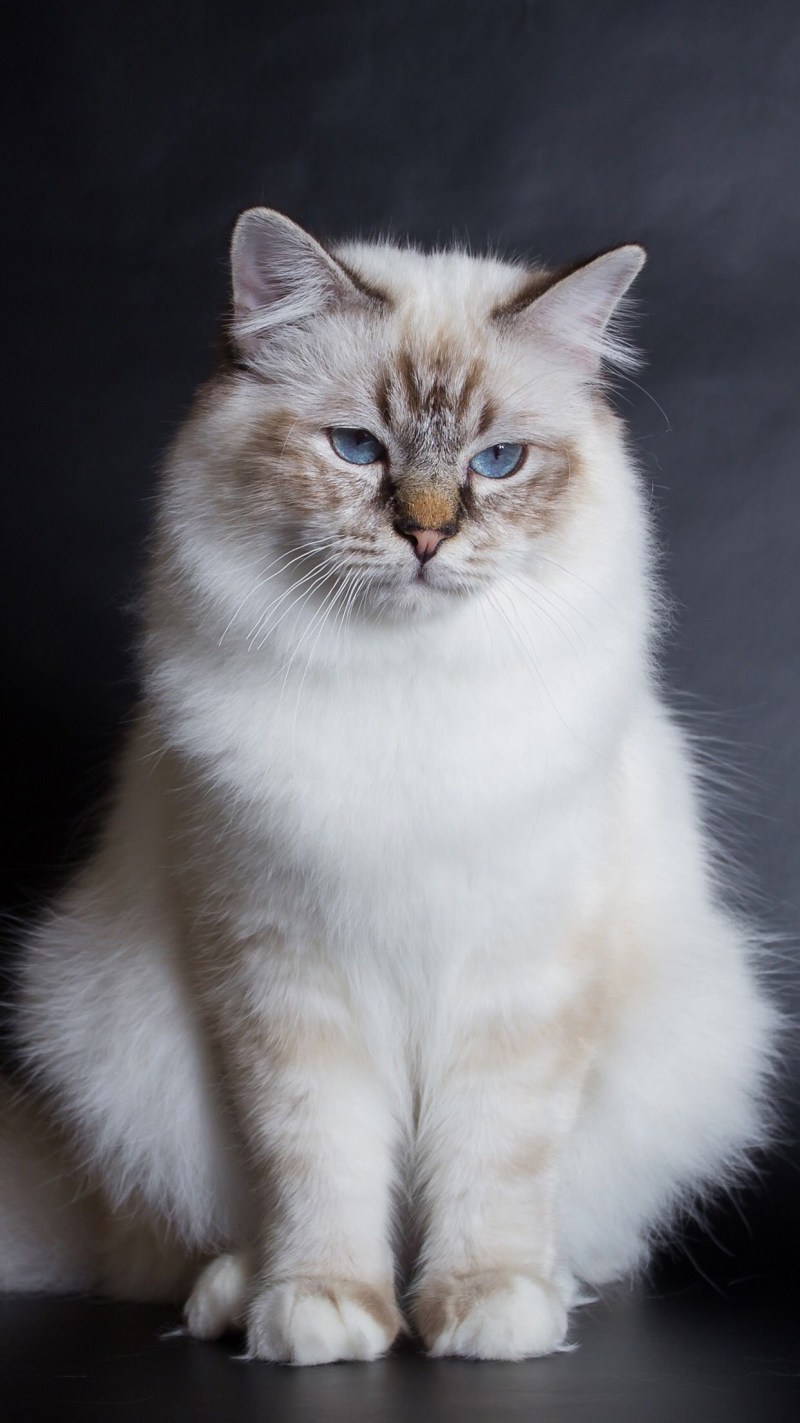 Кот тибетской породы