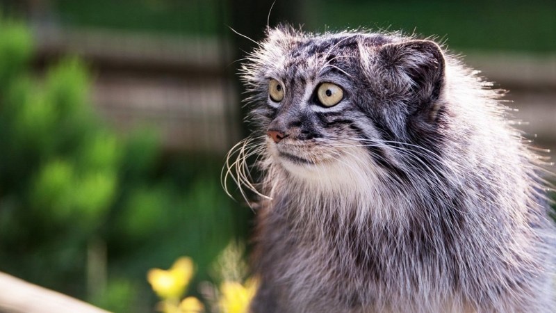 Кот Манул