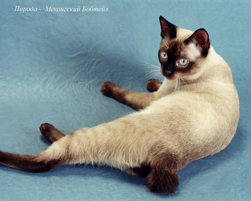 Кот тибетской породы