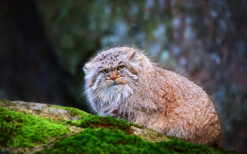 Манул (палласов кот)