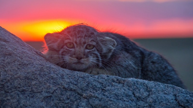 Кот Манул рыжий