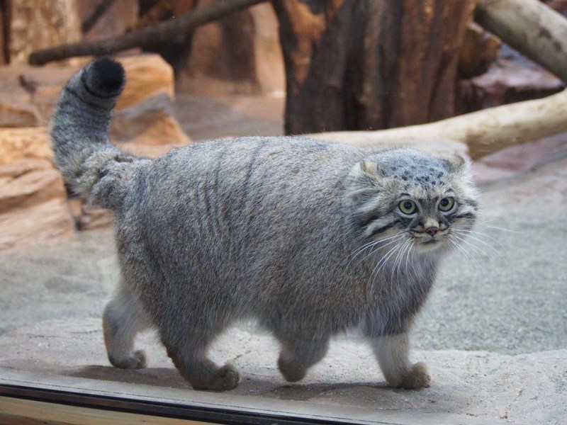 Кот тибетской породы