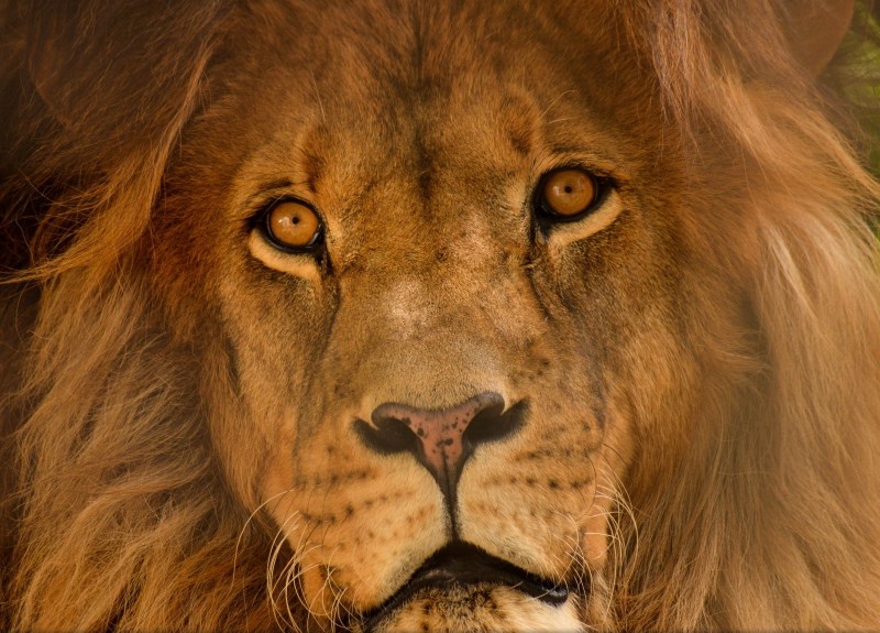 Лев National Geographic
