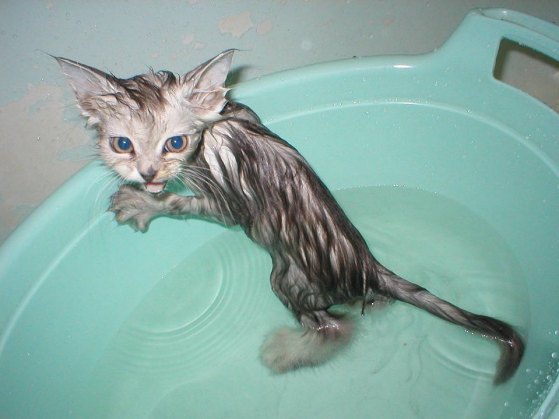 Мокрая кошка