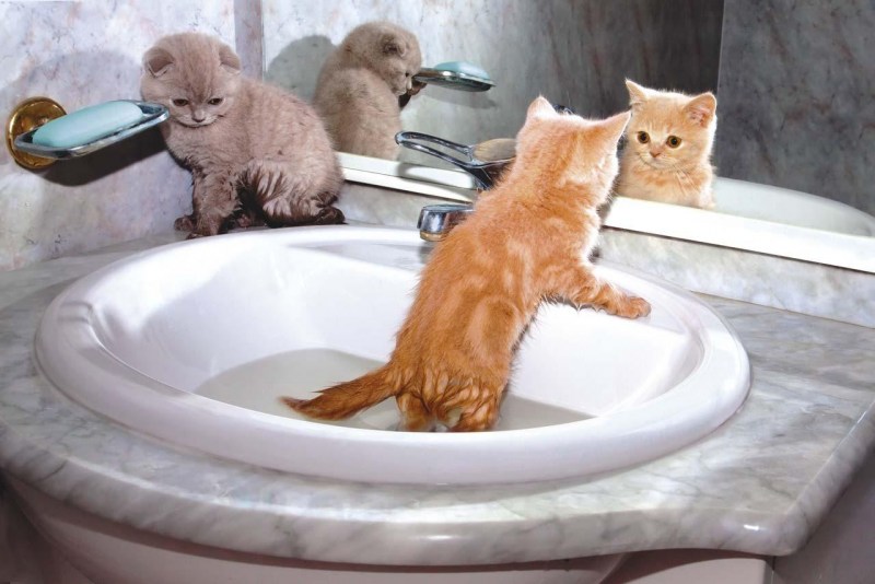 Купание кота