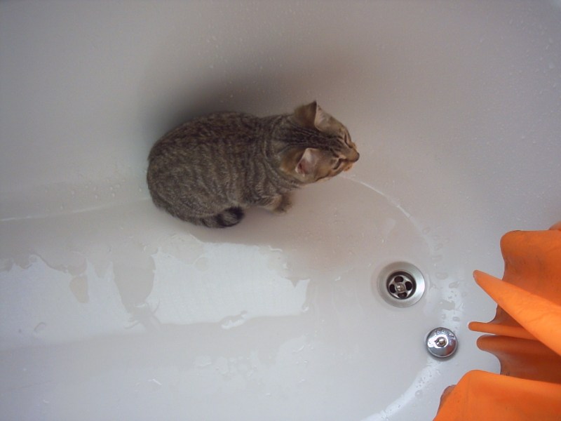 Кота искупали