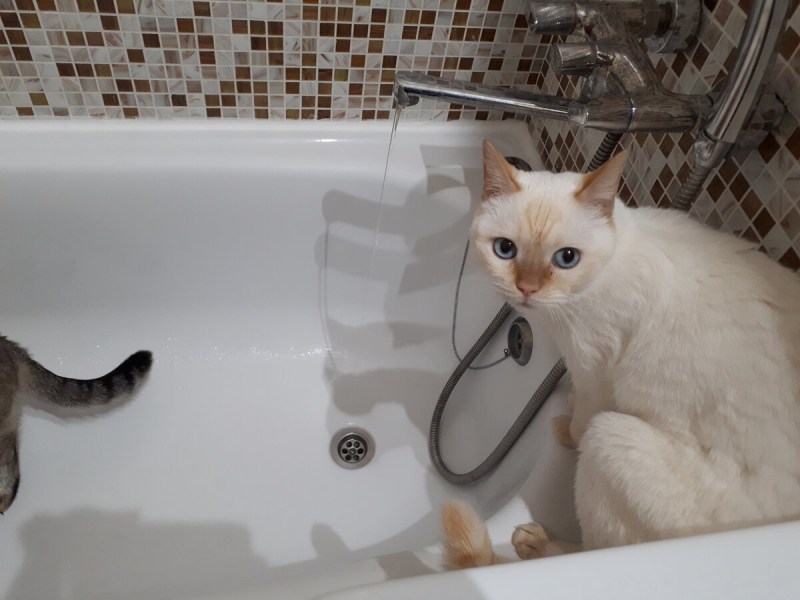 Почему коты боятся воды