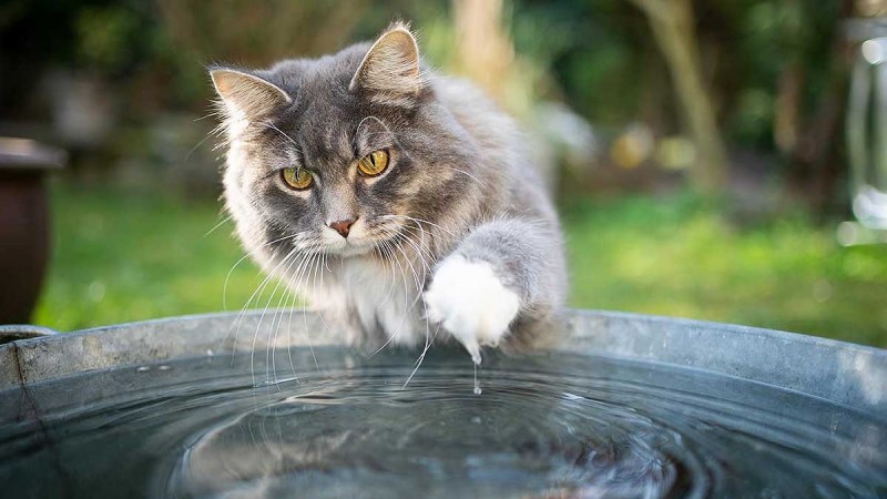 Кошки и вода страх