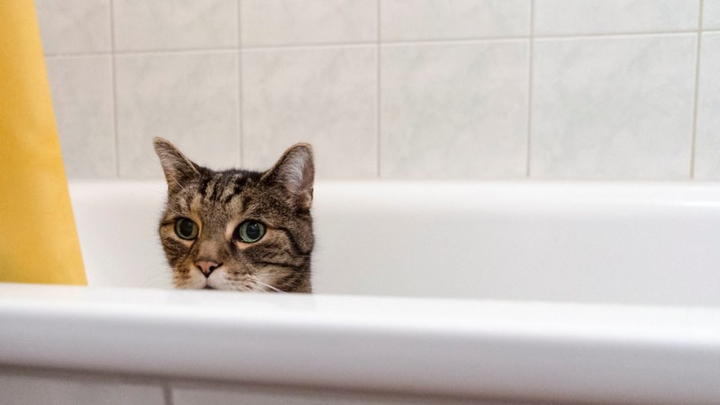 Cat in Bath