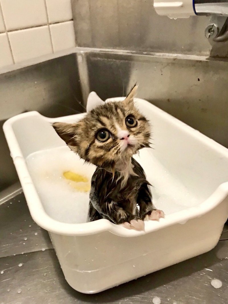 Смешные кошки боятся воды ванной