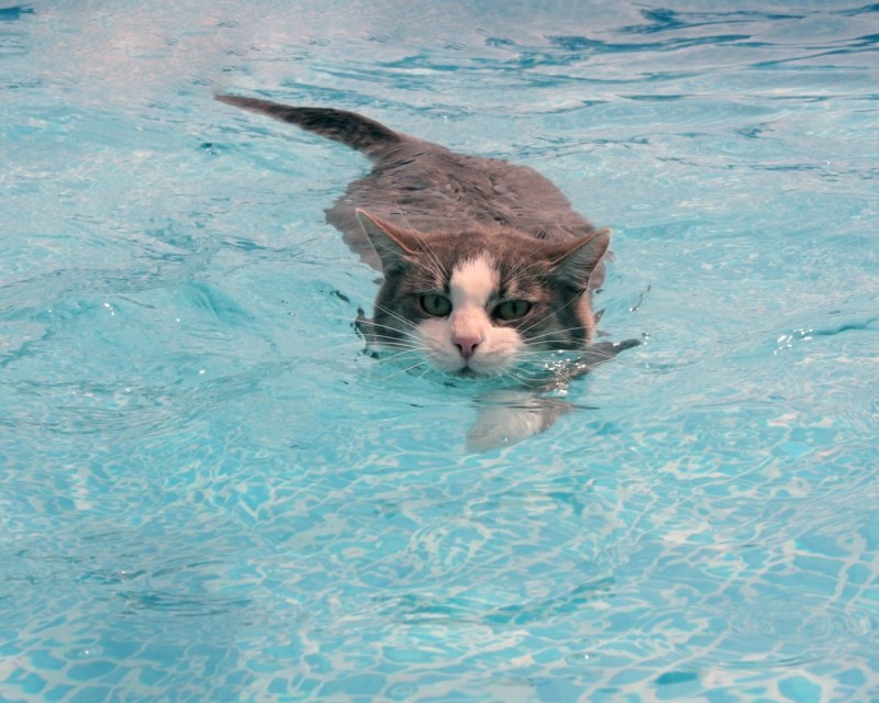 Кот плавает в море