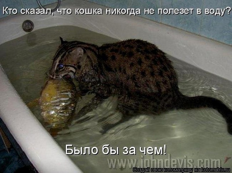 Смешные коты с надписями в воде