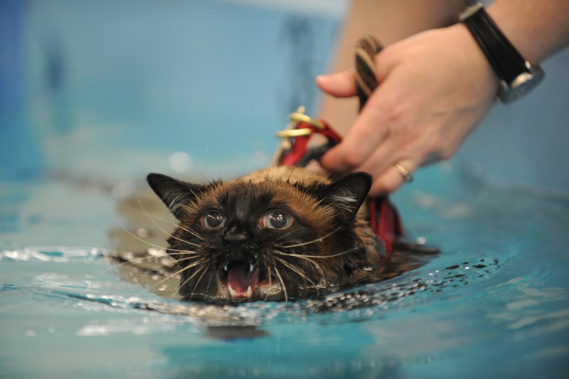 Кот купается в воде
