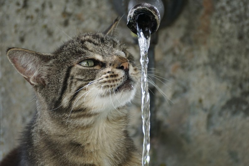 Котенок моется