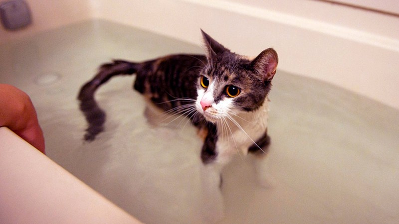Рыжий кот в воде