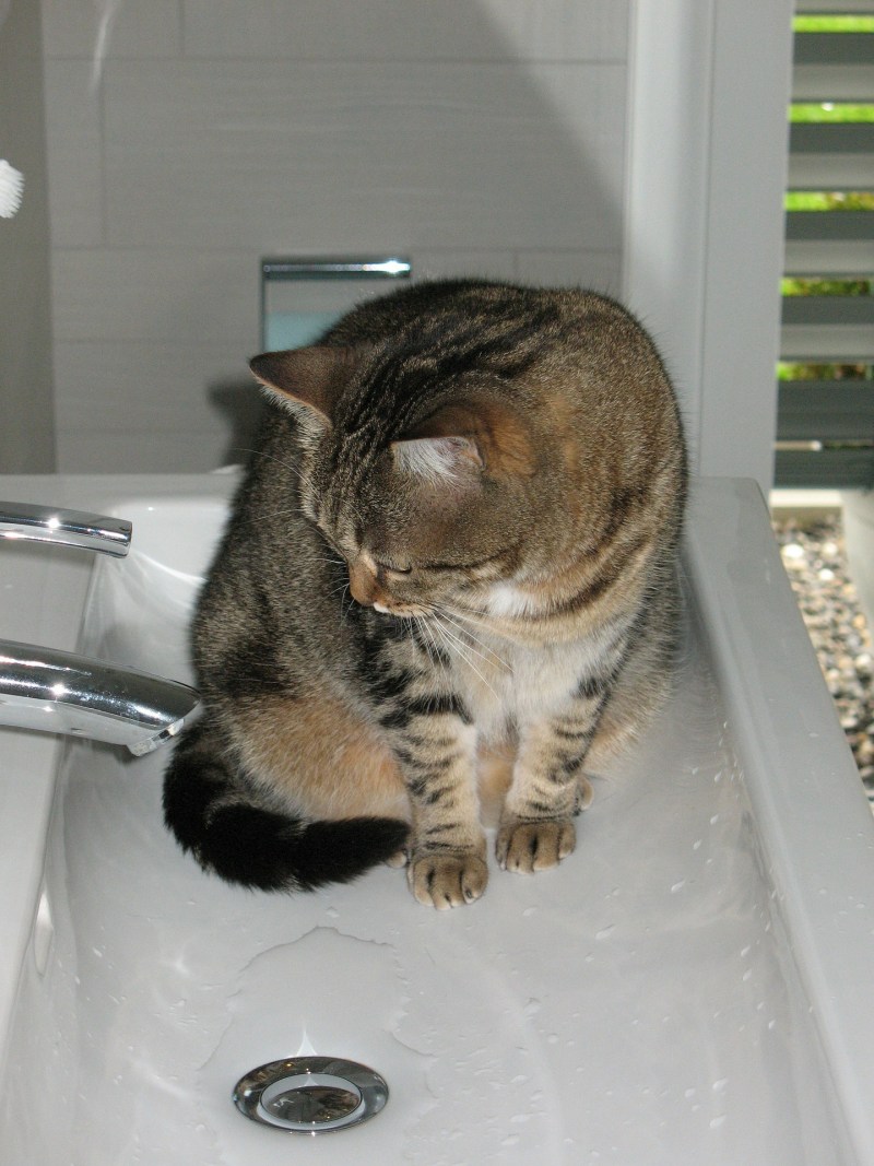 Котик в ванной