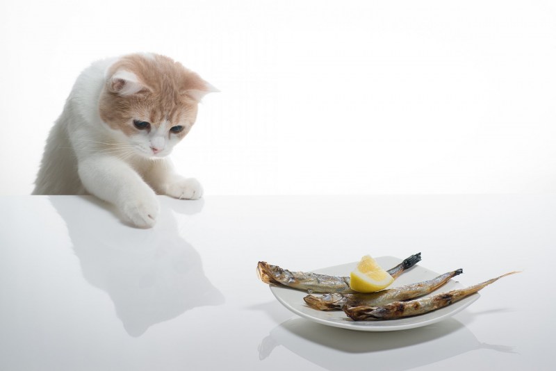 Котик кушает рыбку