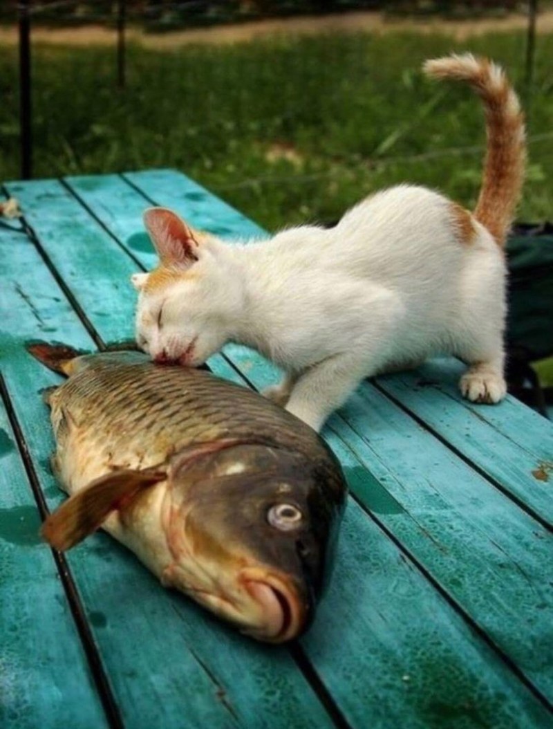 Котенок и рыба